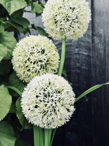 Solar Garden Stake Lights – 3 Flower Globes, 70cm Height & Weatherproof