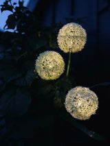 Solar Garden Stake Lights – 3 Flower Globes, 70cm Height & Weatherproof