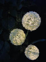 Solar Garden Stake Lights – 3 Flower Globes, 70cm Height & Weatherproof