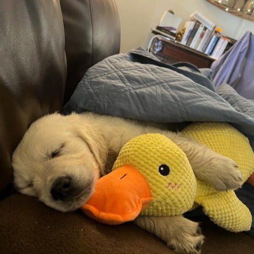 Squeaky Duck Dog Toy – Plush Material, Quacking Sound & Interactive Play