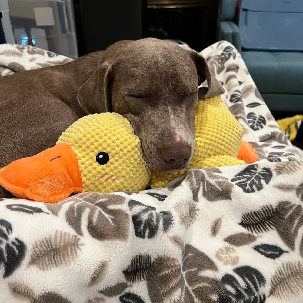 Squeaky Duck Dog Toy – Plush Material, Quacking Sound & Interactive Play
