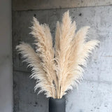 Enhanced Product Title: "Sylara Dried Pampas Grass - Elegant Boho Home Decor & Wall Display Accent - Perfect for Weddings & Events" 

This title includes relevant keywords for better visibility while highlighting the product's versatility and appeal.